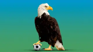European Fans Find a Welcome in the U.S.-Hosted World Cup