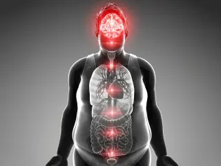 Natural Hormone FGF21 Rewires the Brain to Fight Obesity
