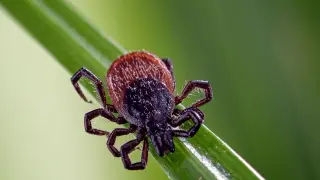 Madison County Confirms Rare Powassan Virus Infection in Adult Male