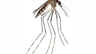 New Mosquito Species Detected in Arizona Could Reach New Mexico