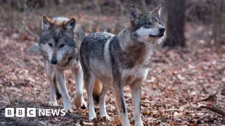 Trump signs executive order to delist grey and Mexican wolves