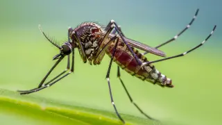 Beat the Bite: Top Mosquito-Fighting Gadgets for Summer