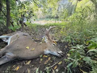 Wisconsin EHD Deer Outbreak Expands to Six Counties