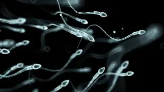 Chronic stress can quietly erode a man's fertility
