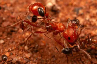 Tiny Ants, Big Ants: A Surprising Mutual Grooming Bond in Arizona