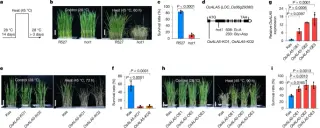 Heat-triggered lipid flipping by OsALA5 stabilizes rice plasma membranes