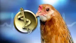 Salmonella Outbreaks Tied to Backyard Poultry Prompt Michigan Health Advisory