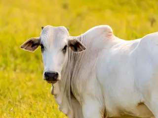 Million-Dollar Nelore Cow Redefines Cattle Genetics