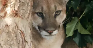 San Dimas Mountain Lion Captured After Neighborhood Stroll