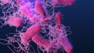 East End Salmonella Outbreak Prompts Health Investigation