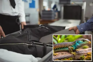 Sock stash haul: 200 lizards seized from traveler at Haneda