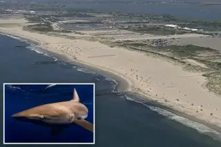 Massive 9-foot shark halts Long Island beach day