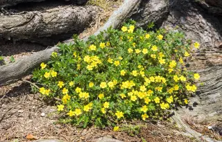 Tormentil wildflower offers new angle against antibiotic-resistant superbugs