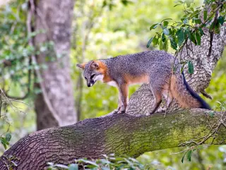 Tree-climbing grey fox: desert canid rewrites arboreal norms