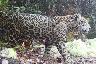 Rare cloud jaguar captured on camera in Honduran mountains signals conservation gains