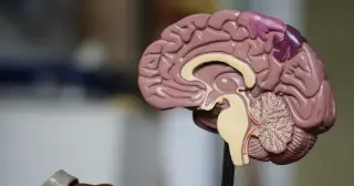 Breathing Bursts May Help Clear Alzheimer's Proteins in the Awake Brain