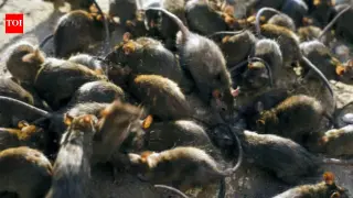 Rats on remote islands reroute reef life by starving seabirds