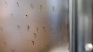 Salt Lake County reports first 2026 West Nile case, urges mosquito precautions