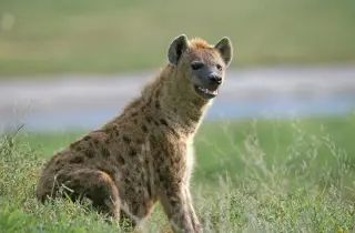 Generational privilege fuels female dominance in spotted hyenas
