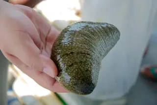 Detached Sea-Cucumber Tissue Survives and Regrows for Years in Seawater