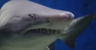 Warm-signature tag hints at white-shark predation on a pregnant porbeagle