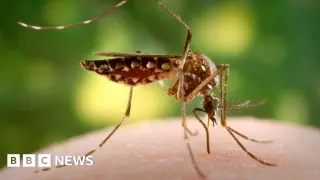 First Breeding of Invasive Aedes Mosquito Detected in London Triggers Targeted Control