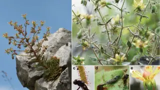 Darwin’s Hunch Confirmed: New Carnivorous Saxifraga Found