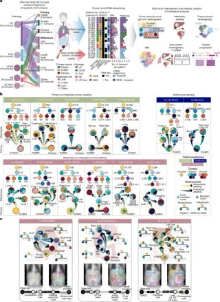 Bladder cancer evolution reveals early founders, polyclonal spread and subtype-specific aggressiveness