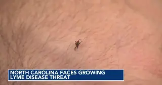 Lyme-Carrying Ticks Expand Into Western North Carolina, UNC Study Finds