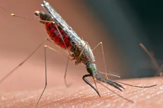 Bay Area Reports First 2026 West Nile Virus Infections in Santa Clara County