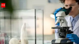 Living xenocortex model emerges as human brain tissue fills mouse cortex