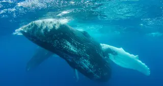 1949 Bermuda Disc May Hold Earliest Whale Song Recording