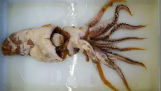 Antarctic Whaling Find Unmasks a New Oceanic Squid Family: Mobydickia poseidonii