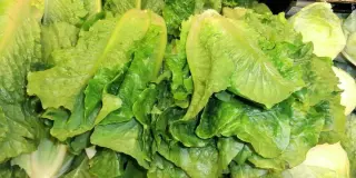 CDC Connects Nebraska and Iowa Cyclospora Cases to Taylor Farms Iceberg Lettuce Outbreak