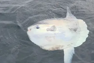 Rare Sunfish Spotted Surfacing Just Feet From a Sussex Charter Boat