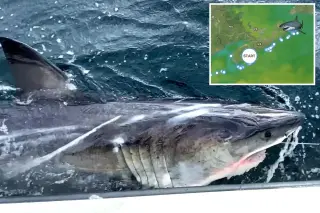 Great white Ripple makes a 354-mile sprint along Canada’s Atlantic coast