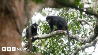 Bright-lipped monkey in DRC confirmed as a new species