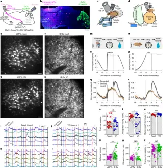 Granule cells rotate cortical trajectories to separate contexts