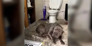 From Landfill Bathroom to Forever Home: A Shar-Pei’s Rescue Tale