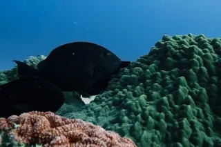 Color-changing surgeonfish signals for a clean at the Great Barrier Reef