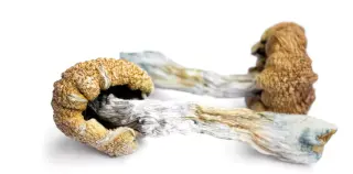 Brief Glimmer of Function: Psilocybin Sparks Temporary Gains in an Alzheimer’s Case