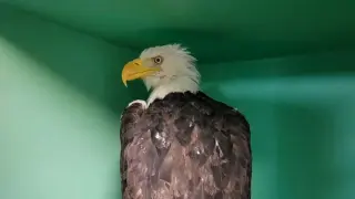 Jackie the Bald Eagle Battles Critical Illness as Vets Strive to Stabilize Her