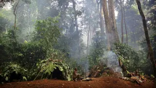 Tropical Beginnings: Evidence Suggests Early Homo sapiens Lived in Rainforests