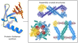 Protein–Foldamer Synthon Enables Precise Hybrid Architectures