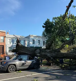 DC Storm Triggers Widespread Tree Damage and Blocked Streets
