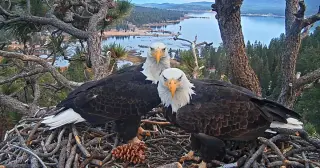 OpenAI co‑founder backs Big Bear eagle habitat with $5.5M donation