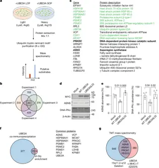Study Links Angelman Syndrome to False Stress Signals Triggered by Enzyme Buildup
