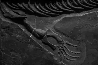 Dinosaur skin cells found inside hollow spikes reveal a mosaic of skin in a 125-million-year-old iguanodontian