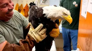 Big Bear's Jackie the eagle Begins Recovery After Altercation With Subadults