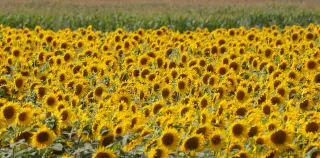 Grain at stake: Black Sea blockade endangers Ukraine harvest and global food security